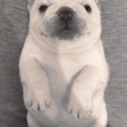 pibble voice changer