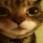 Voice 01 voice changer