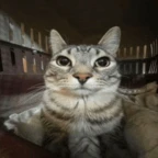 AUTOTUNE voice changer