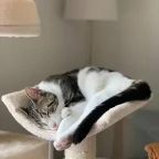 distorted voice changer