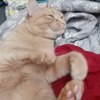 OdinRoom voice changer