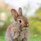 Sonic (skill version) voice changer