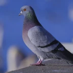 Radio -pigeon voice changer