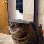 best girl voice changer voice changer