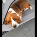Hush the hound voice changer