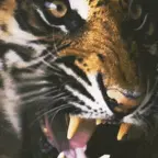 tigerrockv1 voice changer