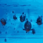 piranha voice changer