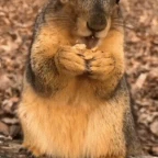 kawaii dallying voice changer