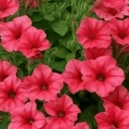 petunia voice changer