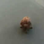 Clean Mic Dawg voice changer