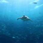 nat. deep voice changer