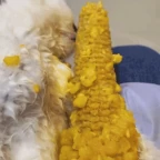 cornelius voice changer