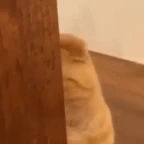 CAT EMS RADIO voice changer