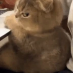 angry boy voice changer