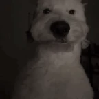 Cooked Ah Mic voice changer