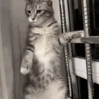 Catti2 voice changer