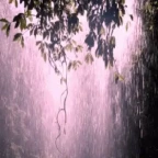 Floresta na chuva voice changer