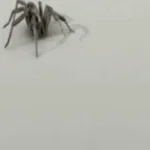 Barking Spider (copy) - Sound