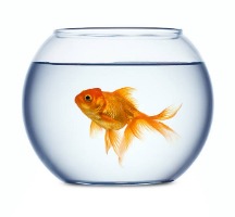 Fishbowl Mic voice changer