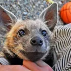 White Pumpkin voice changer