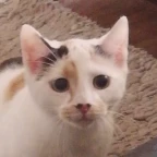 Reverb lower voice changer