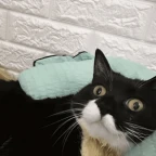 SD-KITTY voice changer