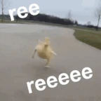 réel voice changer