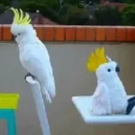 pajaro demoniaco ft fran - Sound