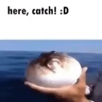 Fish jumpscare - Sound