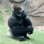 Silverback voice changer