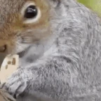 Ardilla xd voice changer