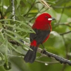 Songbird voice changer